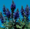 Picture of Salvia Marcus Dwarf Sage