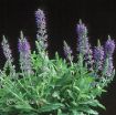Picture of Salvia Marcus Dwarf Sage