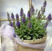 Picture of Salvia Marcus Dwarf Sage