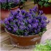 Picture of Salvia Marcus Dwarf Sage
