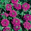 Picture of Verbena 'Homestead Purple'