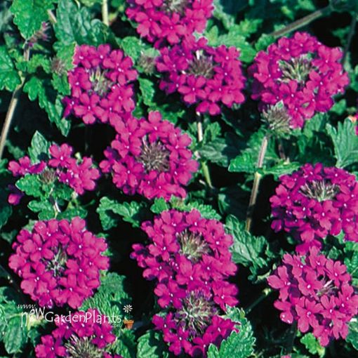 Picture of Verbena 'Homestead Purple'