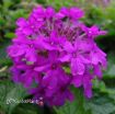 Picture of Verbena 'Homestead Purple'