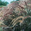 Picture of Pennisetum 'Rubrum' Purple Fountian Grass