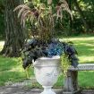 Picture of Pennisetum 'Rubrum' Purple Fountian Grass