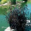 Picture of Pennisetum 'Rubrum' Purple Fountian Grass