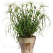 Picture of Cyperus King Tut® Egyptian Papyrus Graceful Grasses