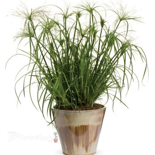 Picture of Cyperus King Tut® Egyptian Papyrus Graceful Grasses