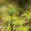 Picture of Cyperus King Tut® Egyptian Papyrus Graceful Grasses