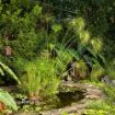 Picture of Cyperus King Tut® Egyptian Papyrus Graceful Grasses