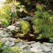 Picture of Cyperus King Tut® Egyptian Papyrus Graceful Grasses