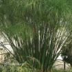 Picture of Cyperus King Tut® Egyptian Papyrus Graceful Grasses
