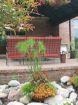 Picture of Cyperus King Tut® Egyptian Papyrus Graceful Grasses