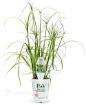 Picture of Cyperus King Tut® Egyptian Papyrus Graceful Grasses