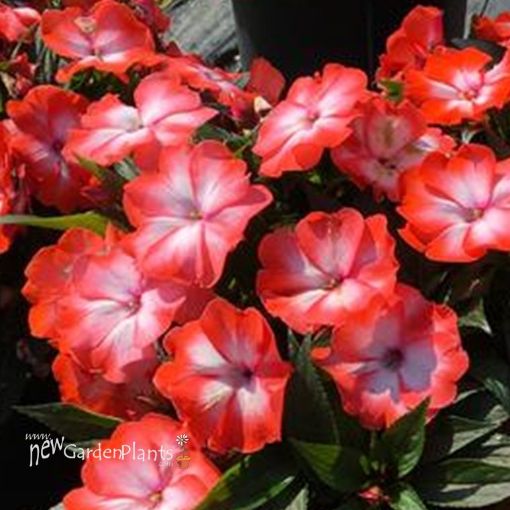 Picture of Impatien New Guinea Super Sonic® Orange Ice