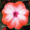 Picture of Impatien New Guinea Super Sonic® Orange Ice