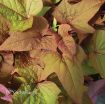 Picture of Ipomoea 'Sweet Georgia Bronze' Sweet Potato Vine