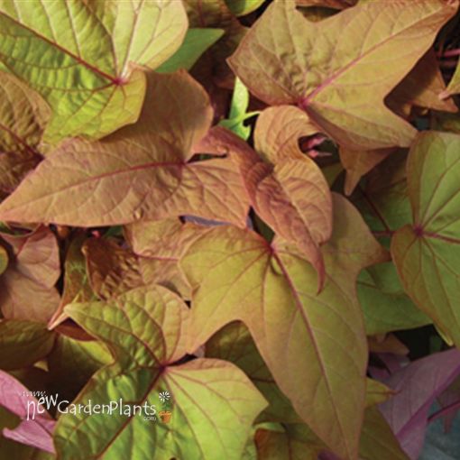 Picture of Ipomoea 'Sweet Georgia Bronze' Sweet Potato Vine