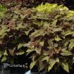 Picture of Ipomoea 'Sweet Georgia Bronze' Sweet Potato Vine