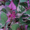Picture of Ipomoea 'Tricolor' Sweet Potato Vine