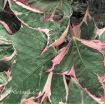 Picture of Ipomoea 'Tricolor' Sweet Potato Vine