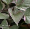 Picture of Ipomoea 'Tricolor' Sweet Potato Vine