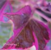 Picture of Ipomoea 'Tricolor' Sweet Potato Vine