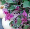 Picture of Ipomoea 'Tricolor' Sweet Potato Vine