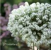 Picture of Lobularia Snow Princess™, White Knight