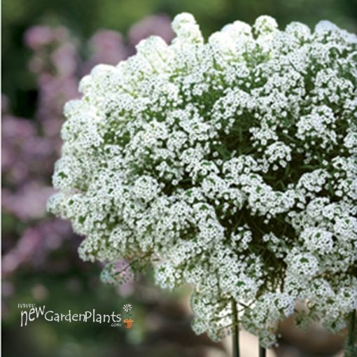 Picture of Lobularia Snow Princess™, White Knight
