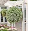 Picture of Lobularia Snow Princess™, White Knight