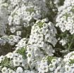 Picture of Lobularia Snow Princess™, White Knight