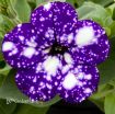 Picture of Petunia 'Night Sky'