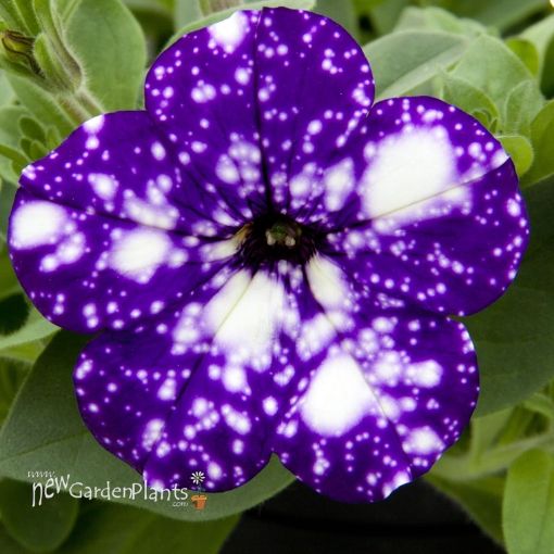 Picture of Petunia 'Night Sky'