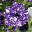 Picture of Petunia 'Night Sky'