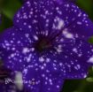 Picture of Petunia 'Night Sky'