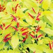 Picture of Salvia 'Golden Delicious' Pineapple Sage