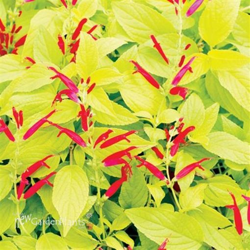 Picture of Salvia 'Golden Delicious' Pineapple Sage