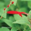Picture of Salvia 'Golden Delicious' Pineapple Sage