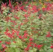 Picture of Salvia 'Golden Delicious' Pineapple Sage