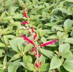 Picture of Salvia 'Golden Delicious' Pineapple Sage