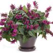 Picture of Salvia Rockin' Fuchsia