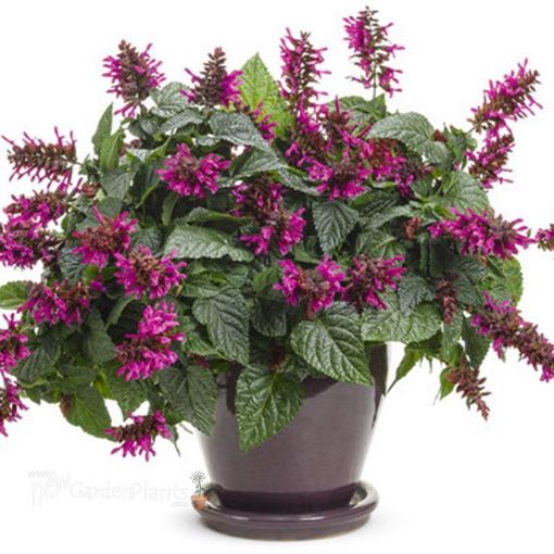 Picture of Salvia Rockin' Fuchsia