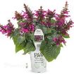 Picture of Salvia Rockin' Fuchsia