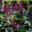 Picture of Salvia Rockin' Fuchsia