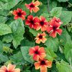 Picture of Thunbergia 'Sunny Susy Amber Stripes'