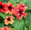 Picture of Thunbergia 'Sunny Susy Amber Stripes'