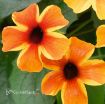 Picture of Thunbergia 'Sunny Susy Amber Stripes'