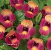 Picture of Torenia 'Magenta Moon' Wishbone Flower