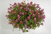 Picture of Torenia 'Magenta Moon' Wishbone Flower